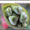 Fiona Apple - Extraordinary Machine (Music CD)