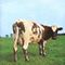 Pink Floyd - Atom Heart Mother (Discovery Version) (Music CD)