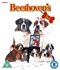 Beethoven's 2nd (Blu-ray)